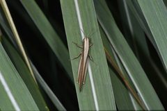 Tropidopolinae
