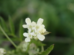 Anthriscus sylvestris