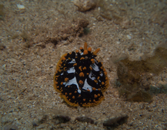 Phyllidia ocellata