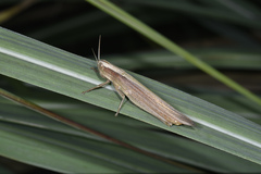 Tropidopolinae