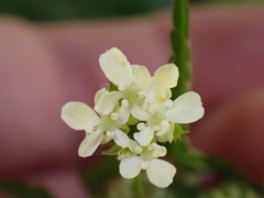 Anthriscus sylvestris