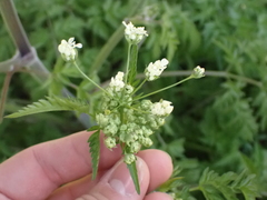 Anthriscus sylvestris