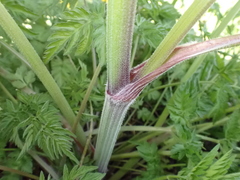 Anthriscus sylvestris