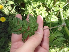 Anthriscus sylvestris