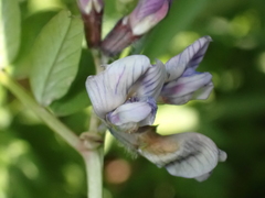 Vicia sepium