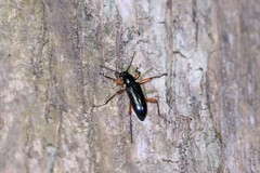 Strongylium erythrocephalum