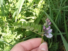Vicia sepium
