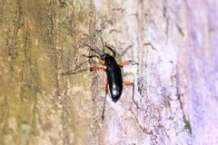 Strongylium erythrocephalum