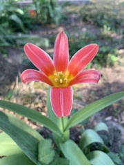 Tulipa