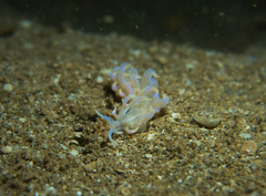 Phyllodesmium iriomotense
