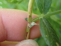 Vicia sepium