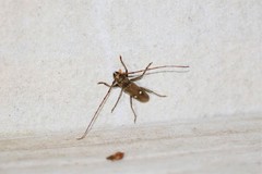 Gnatholea eburifera