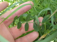 Vicia sepium