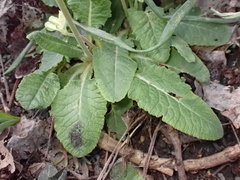 Primula veris