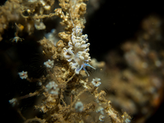 Phyllodesmium iriomotense