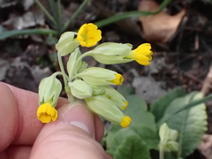 Primula veris