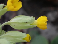Primula veris