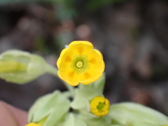 Primula veris