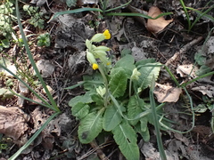 Primula veris