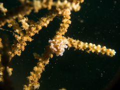 Phyllodesmium iriomotense