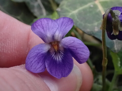 Viola