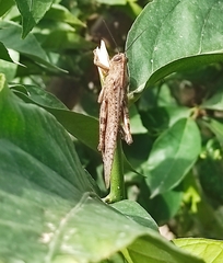 Anacridium aegyptium