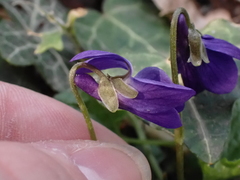 Viola