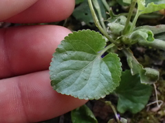 Viola