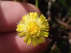 Tussilago farfara