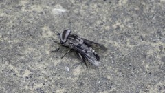 Tabanus trimaculatus