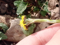 Tussilago farfara