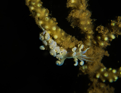 Phyllodesmium iriomotense