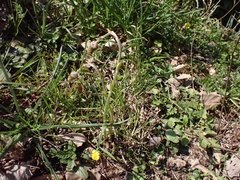 Tussilago farfara