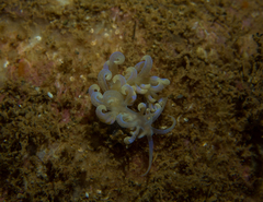 Phyllodesmium iriomotense