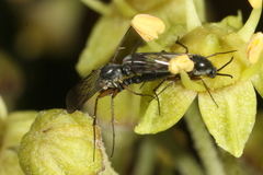 Greenomyia