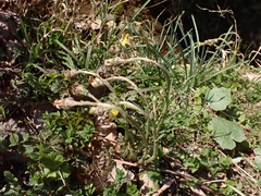 Tussilago farfara