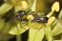 Greenomyia