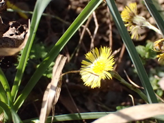 Tussilago farfara