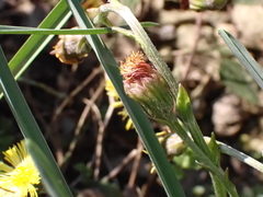 Tussilago farfara