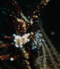 Phyllodesmium iriomotense