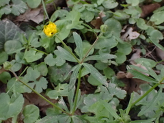 Ranunculus auricomus