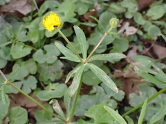 Ranunculus auricomus
