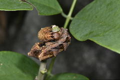 Ischyja manlia