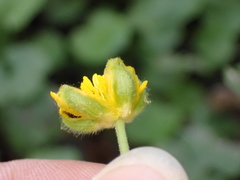 Ranunculus auricomus