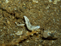 Dermatobranchus albus
