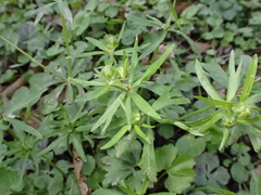 Ranunculus auricomus