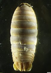 Aega tridens