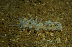 Phyllodesmium iriomotense