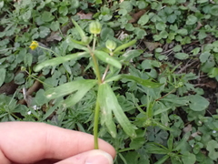 Ranunculus auricomus