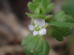 Veronica sublobata